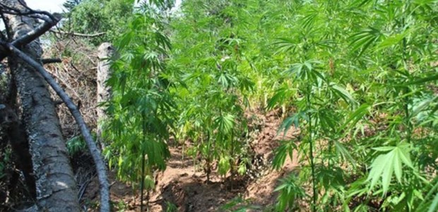 Μεγάλη χασισοφυτεία πάνω από τη Ροδιά Τυρνάβου